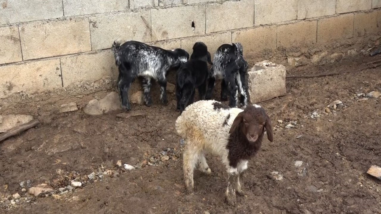 Annesinin kabul etmediği kuzuyu keçiler sahiplendi