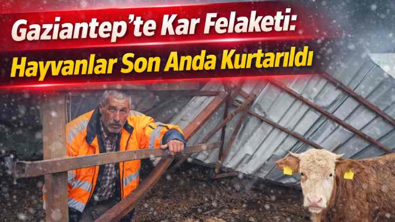 Gaziantep’te Kar Felaketi: Ahırın Çatısı Çöktü, Hayvanlar Son Anda Kurtarıldı