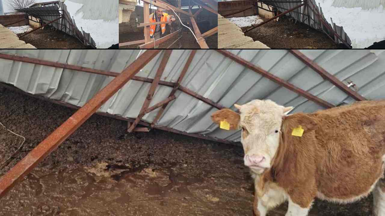 Gaziantep’te Kar Felaketi: Ahırın Çatısı Çöktü, Hayvanlar Son Anda Kurtarıldı