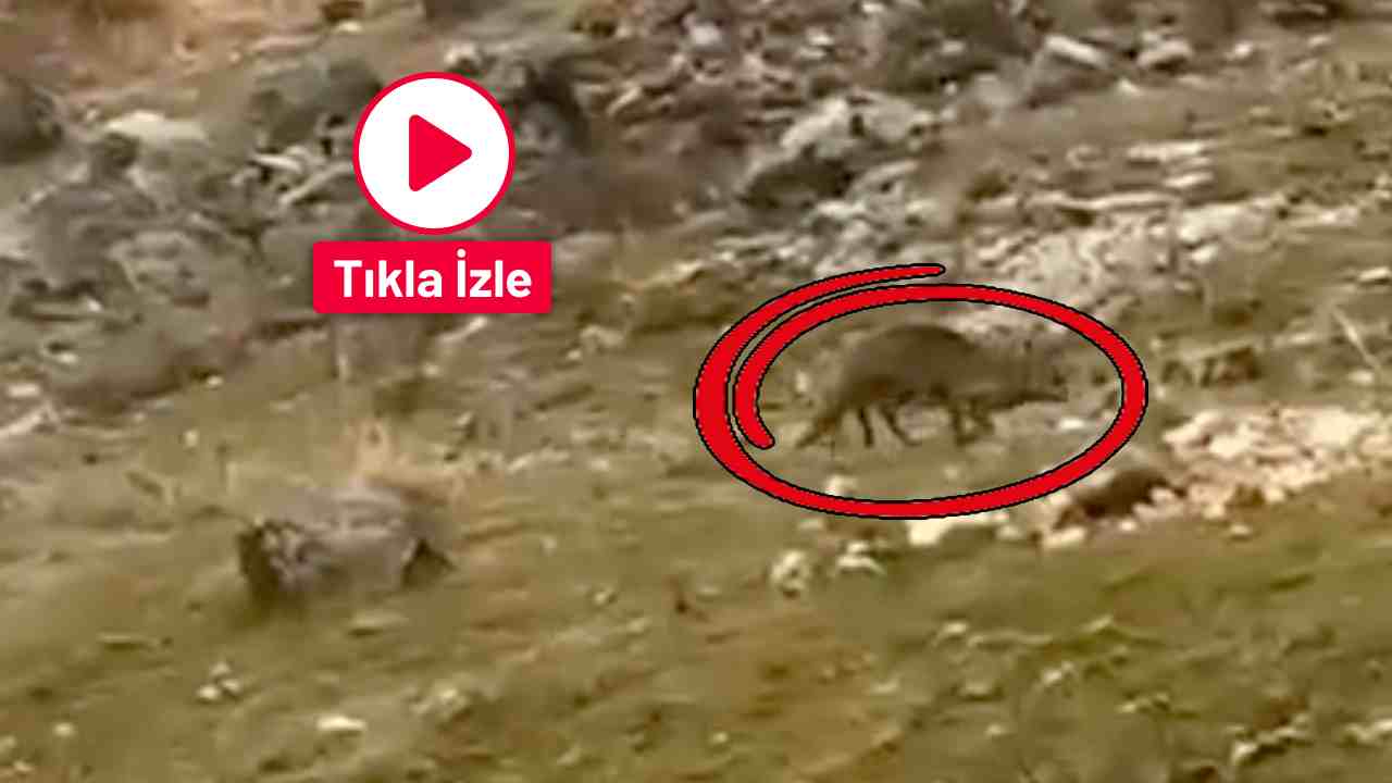 Gaziantep'te Aç Kalan Tilki Site Bahçesine Kadar İndi!