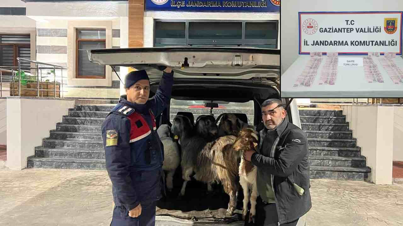 Gaziantep'te Hayvan Pazarlığında Sahte Para Şoku!