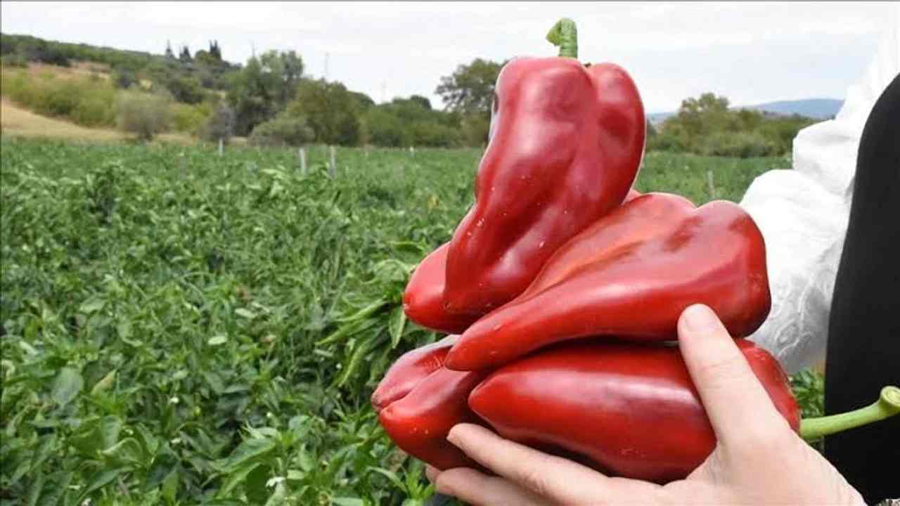 Gaziantep'in ‘Kırmızı Altını’ Sınırları Aştı! Hedef 15 Milyon Dolar