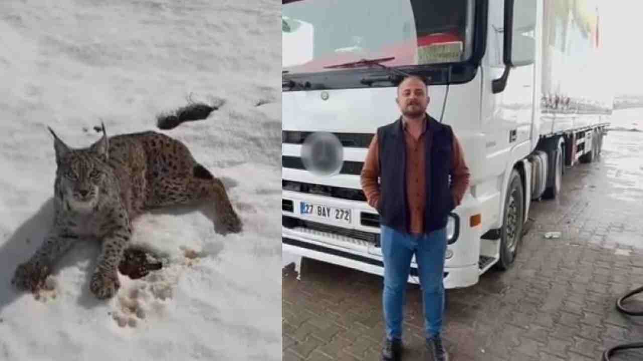 Yaralı vaşağı gören Gaziantepli tır şoförü ‘İnsanlık ölmemiş’ dedirtti