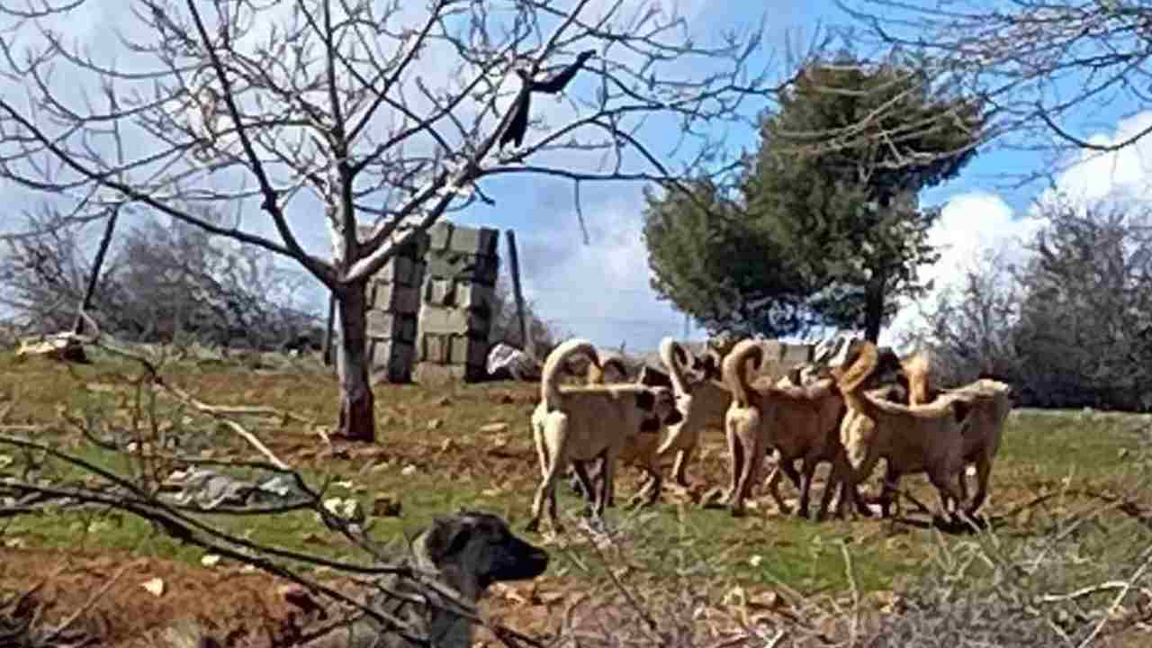 Gaziantep’te O Mahalleye Giren Kaçıyor! Sokakta Dehşet Anları