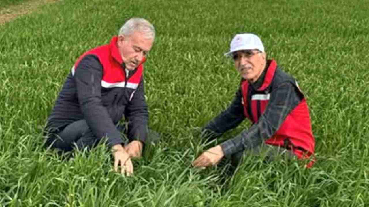 Araban Ovası’nda etkili olan yağışların buğday ve arpa ekili alanlara zararı incelendi