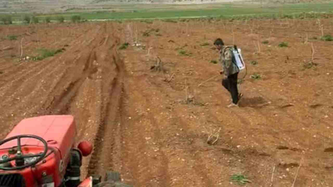 Antep fıstığı tarlalarında yabancı otlarla ilaçlı mücadele