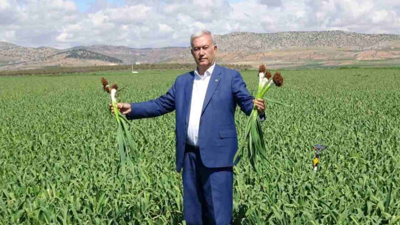 Araban'da Türkiye'ye yetecek kadar sarımsak var