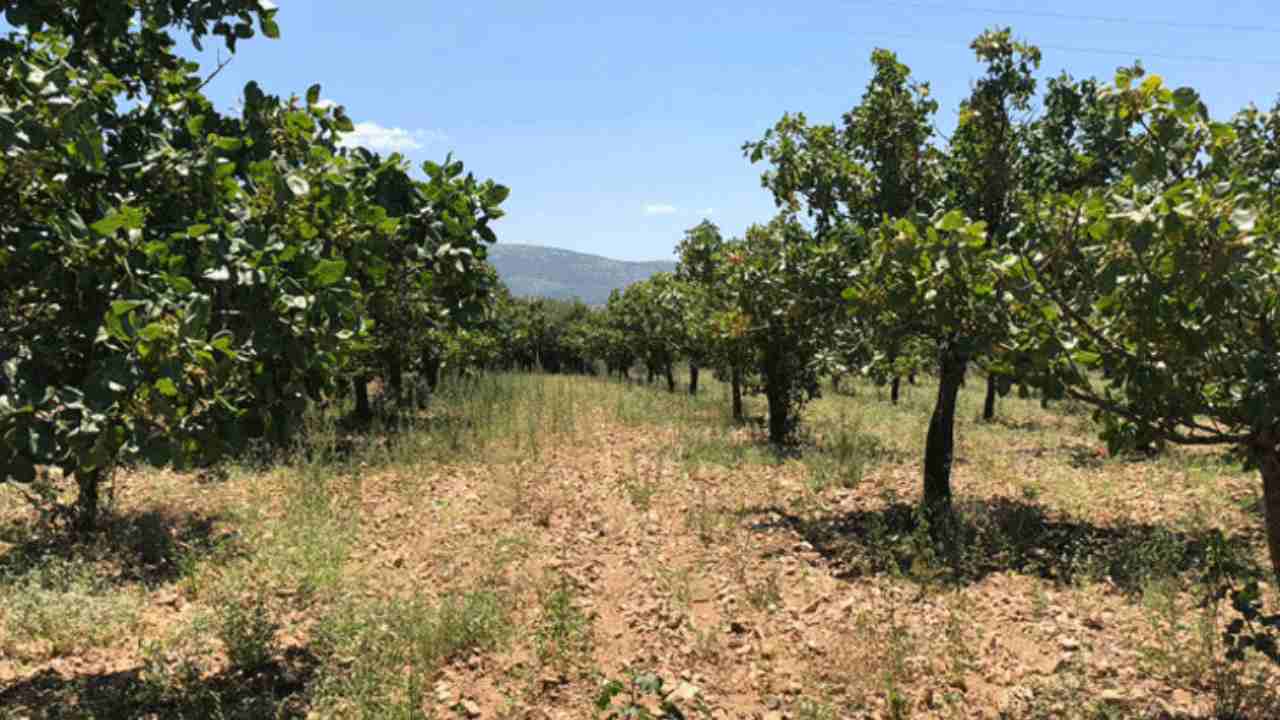 Gaziantep'te Kar ve yağmur bereketi: Antep fıstığında kuraklık endişesi geçti