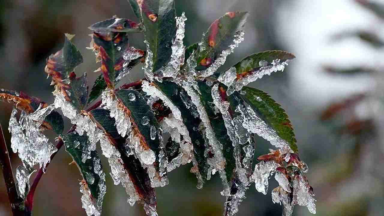 Gaziantep'te Zirai Don Alarmı