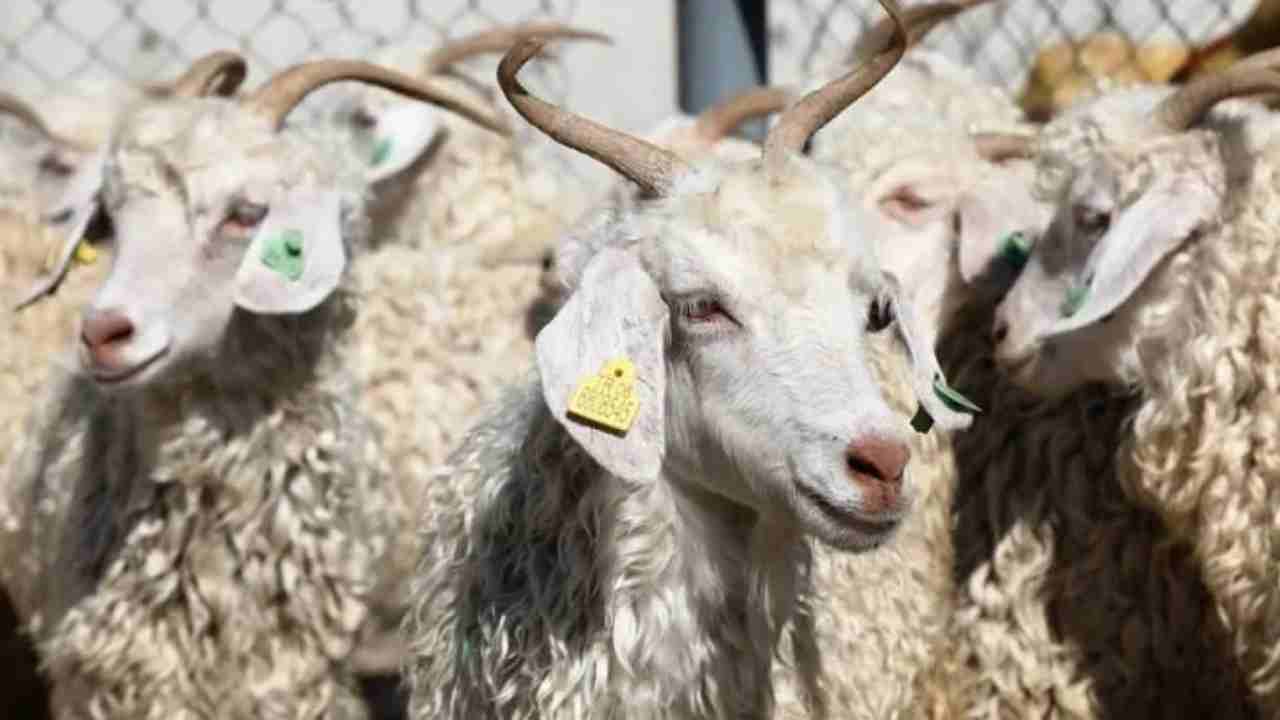 Gaziantep'te hayvancılığa dev destek! 2 Yıl Ödeme Yok!