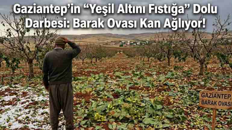 Gaziantep’in "Yeşil Altını Fıstığa" Dolu Darbesi: Barak Ovası Kan Ağlıyor!