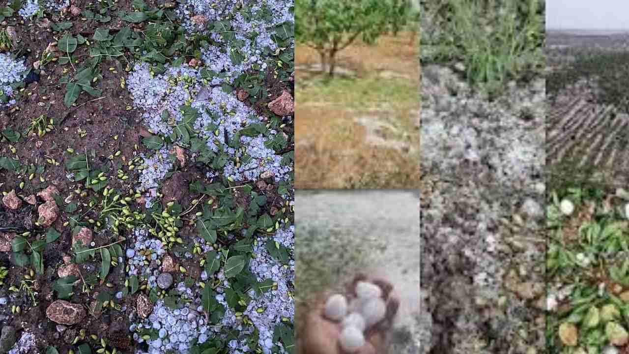 Gaziantep’in "Yeşil Altını Fıstığa" Dolu Darbesi: Barak Ovası Kan Ağlıyor!