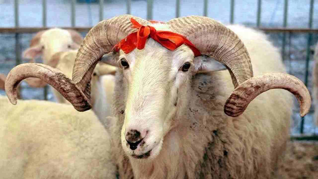 Gaziantep’te Kurban Pazarı Alevlendi: Fiyatlar Daha Bayram Gelmeden Uçuşa Geçti