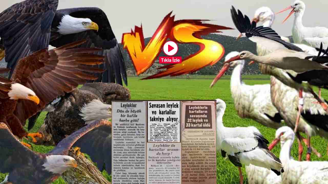 Türkiye'de Leylekler ve Kartallar Savaştı: New York Times'a Manşet Olan Türkiye'deki Kuş Savaşı!