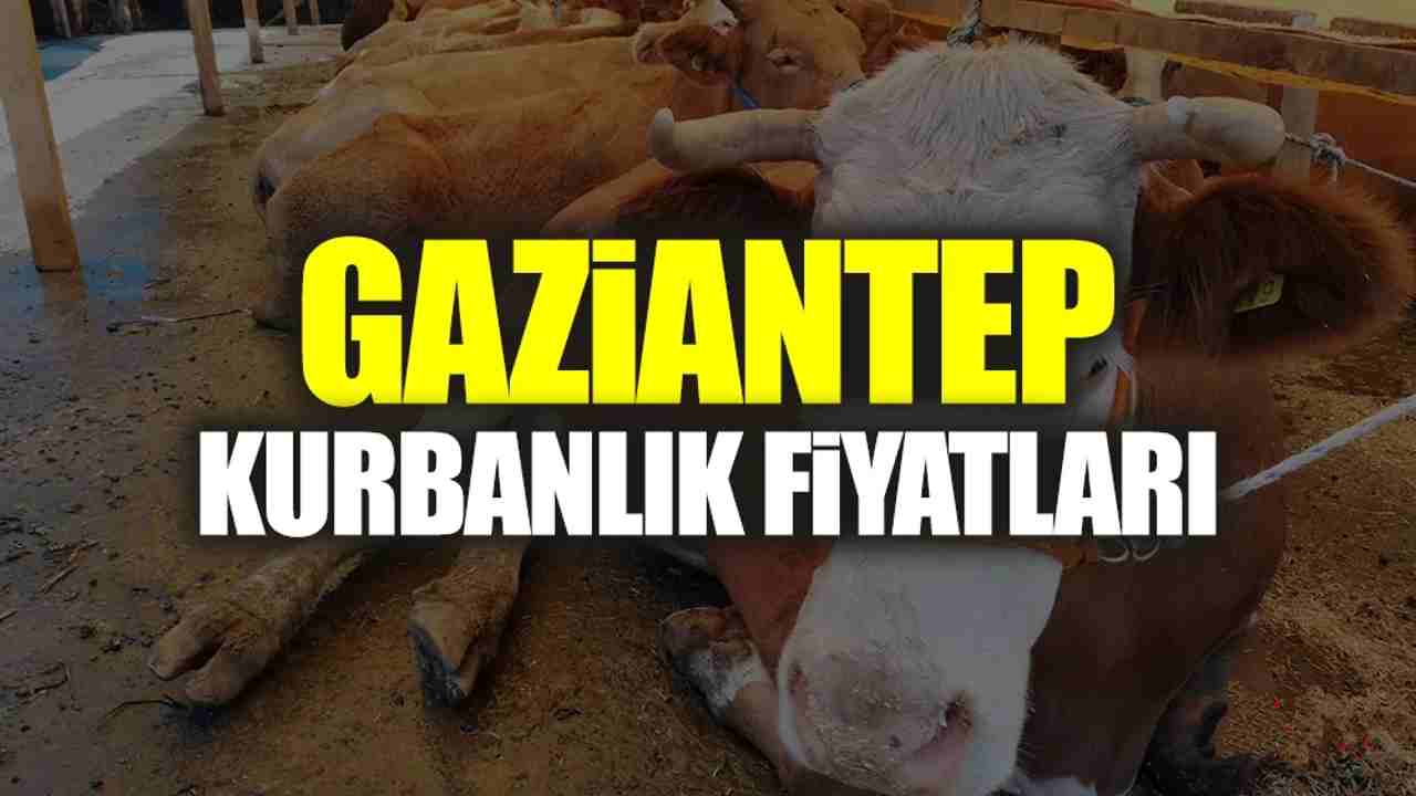 Gaziantep'te Kurbanlık Mesaisi Başladı: Cep Yakan Fiyatlar...
