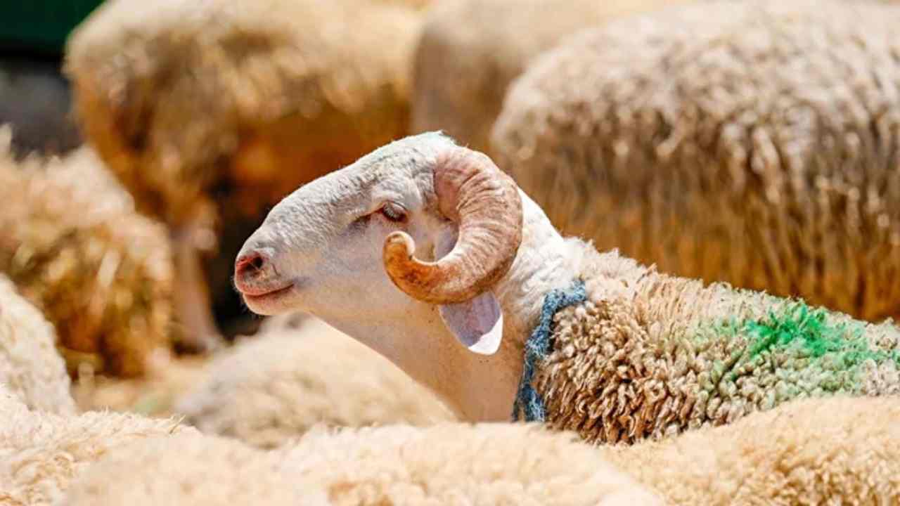 Gaziantep’te Kurban Pazarı Hareketlendi! Diyanet yurt içi ve yurt dışı kurbanlık hisse fiyatları 2026 belli oldu mu?