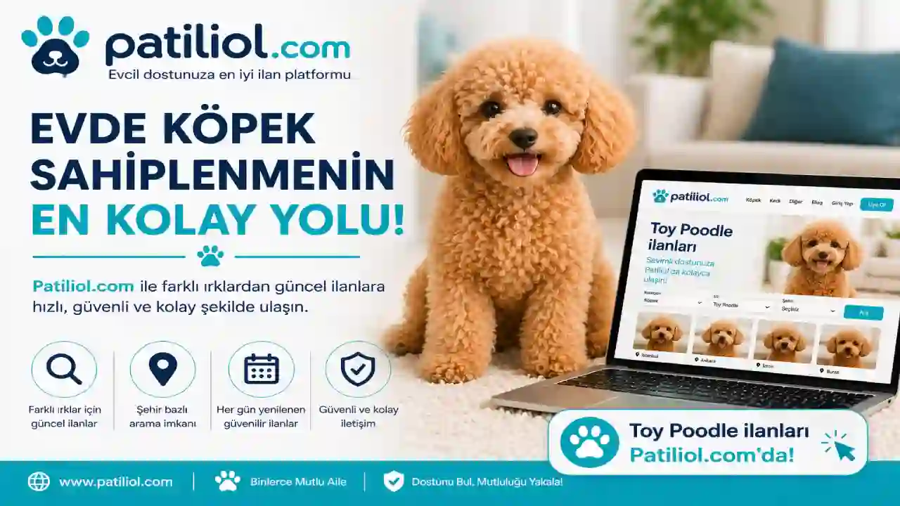 Evde Köpek Sahiplenmek İsteyenler Neden Online İlan Platformlarında Karar Veriyor?