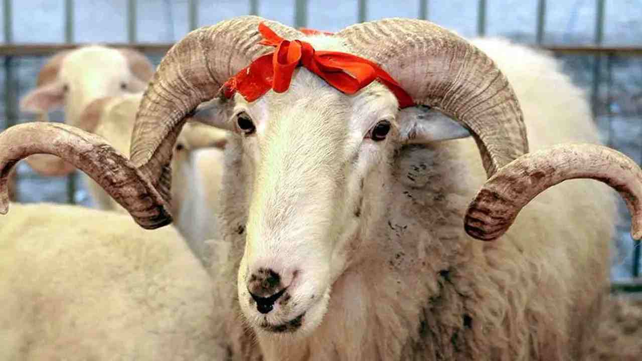 Gaziantep'te Kurban Nerede Kesilecek? İşte İlçe İlçe Tam Liste!