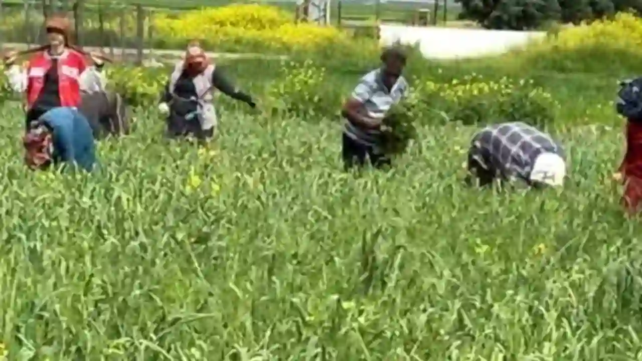 AB tescilli araban sarımsağında yabancı ot temizliği sürüyor