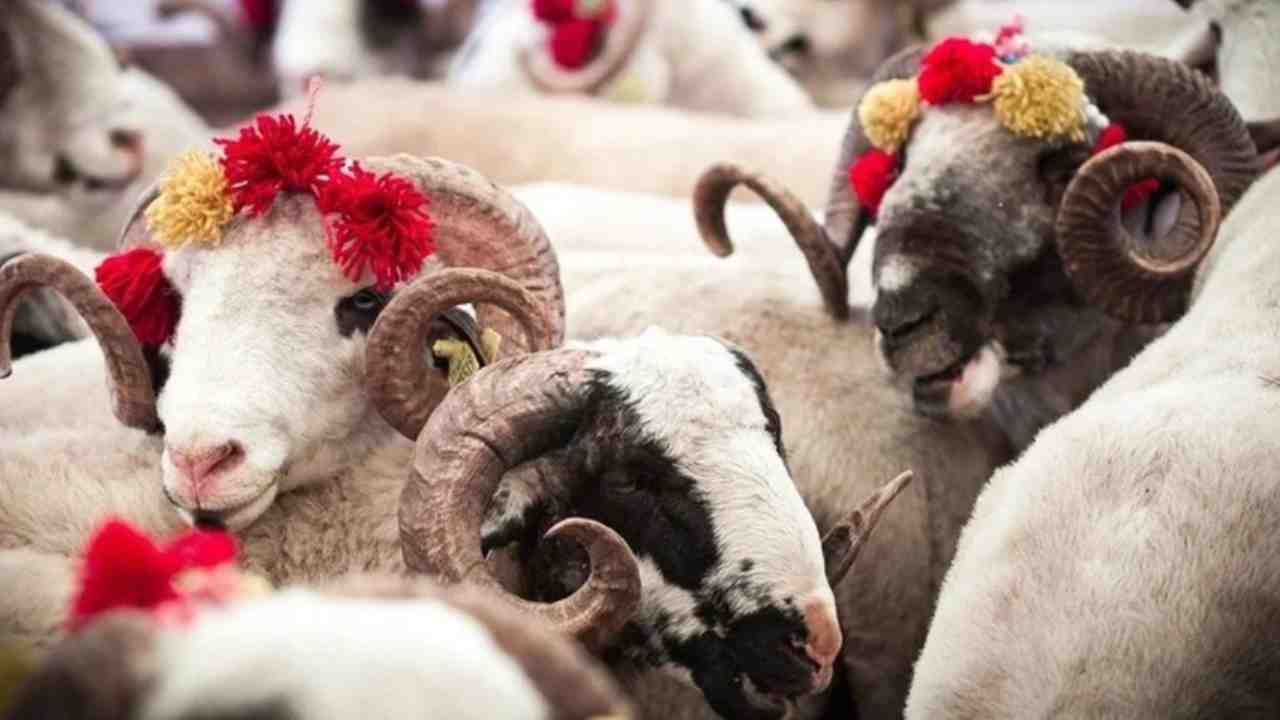 Gaziantep'te Kurbanlık Fiyatları El Yakıyor: Hisse Girmek Bile Lüks Mü Olacak?