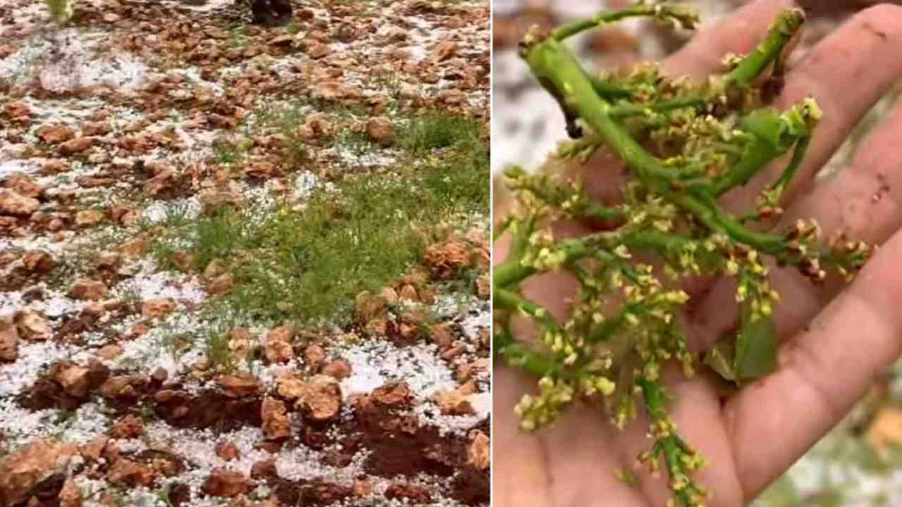 Gaziantep’te Dolu Kabusu: Fıstık Bahçeleri Büyük Zarar Gördü