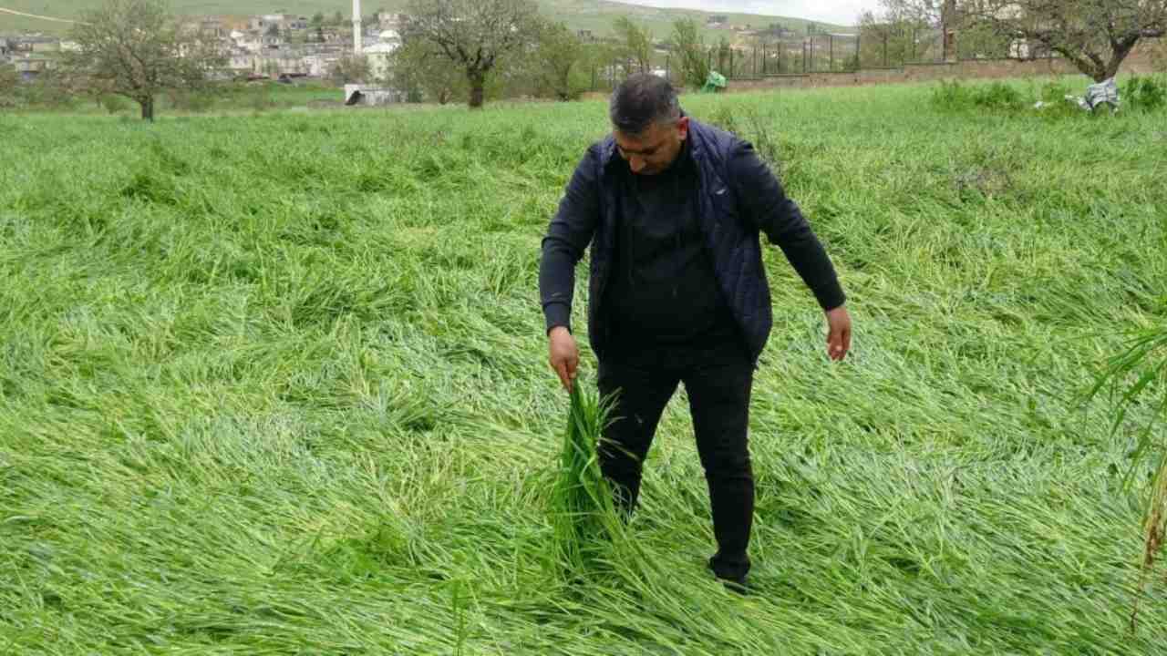 Gaziantep'te Hububatı ‘süper hücre’ vurdu