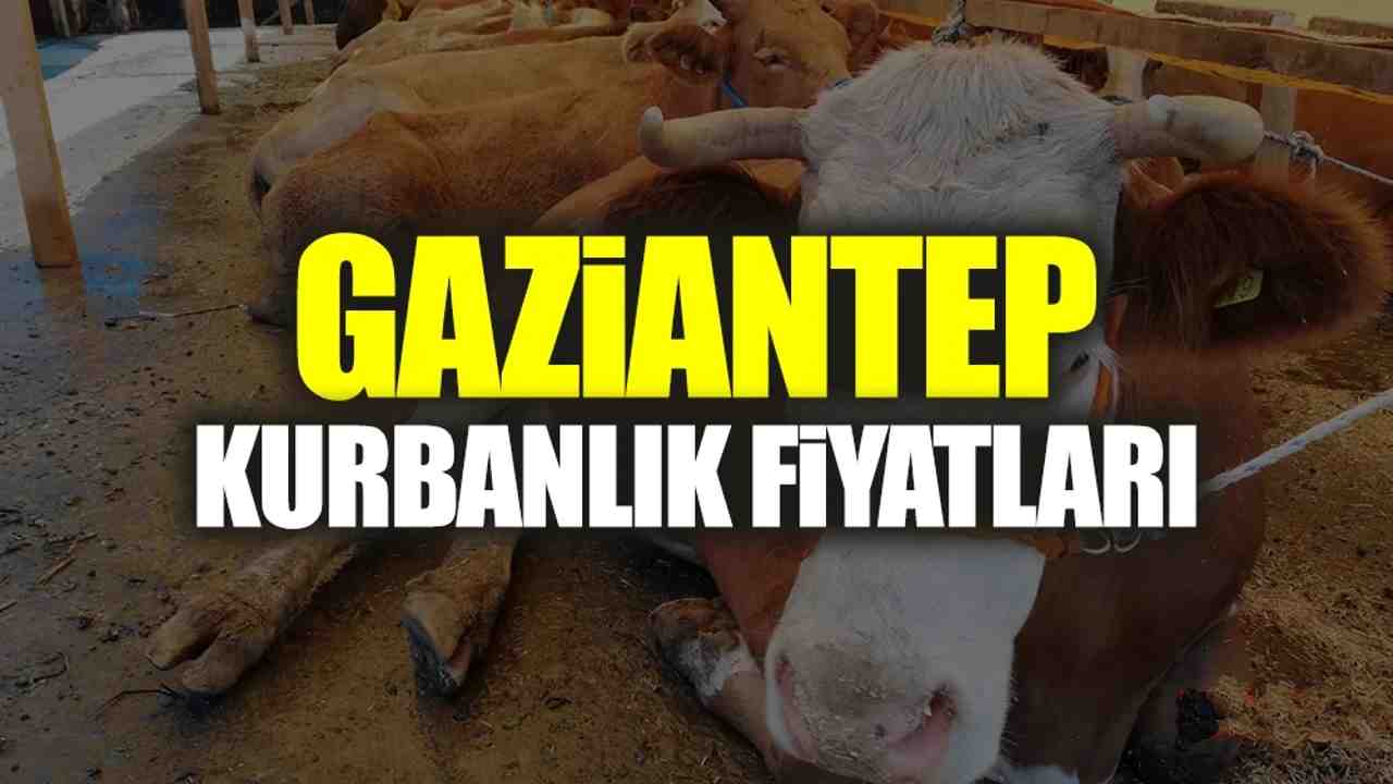 Gaziantep’te Kurbanlık Fiyatları Belli Oldu!