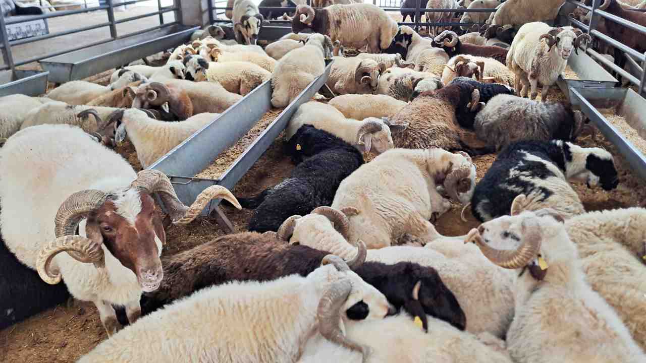 Gaziantep’te Kurbanlık Fiyatları Cep Yakıyor!