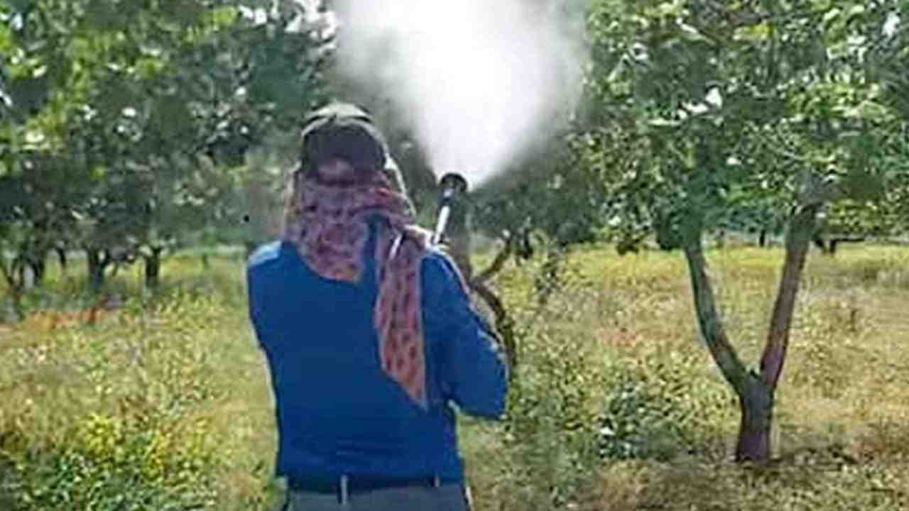 Gaziantep'te Antepfıstığı üreticileri hastalıklar ve zararlılarla mücadele başlattı