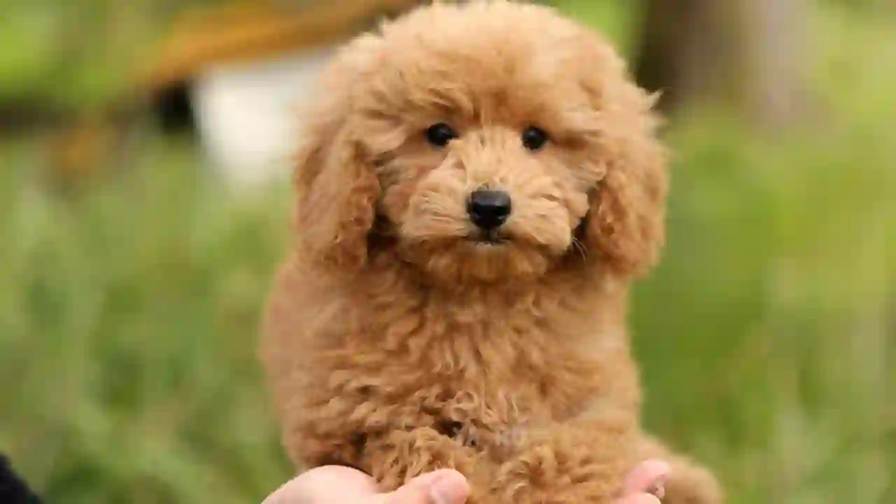 İlk Kez Köpek Sahiplenecekler İçin Rehber