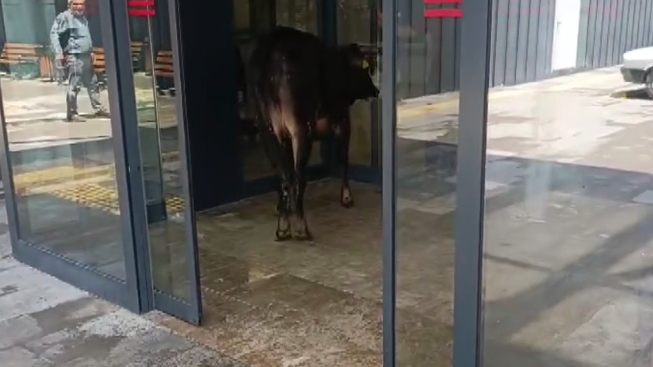Nizip’te kaçan kurbanlık dana soluğu acil serviste aldı