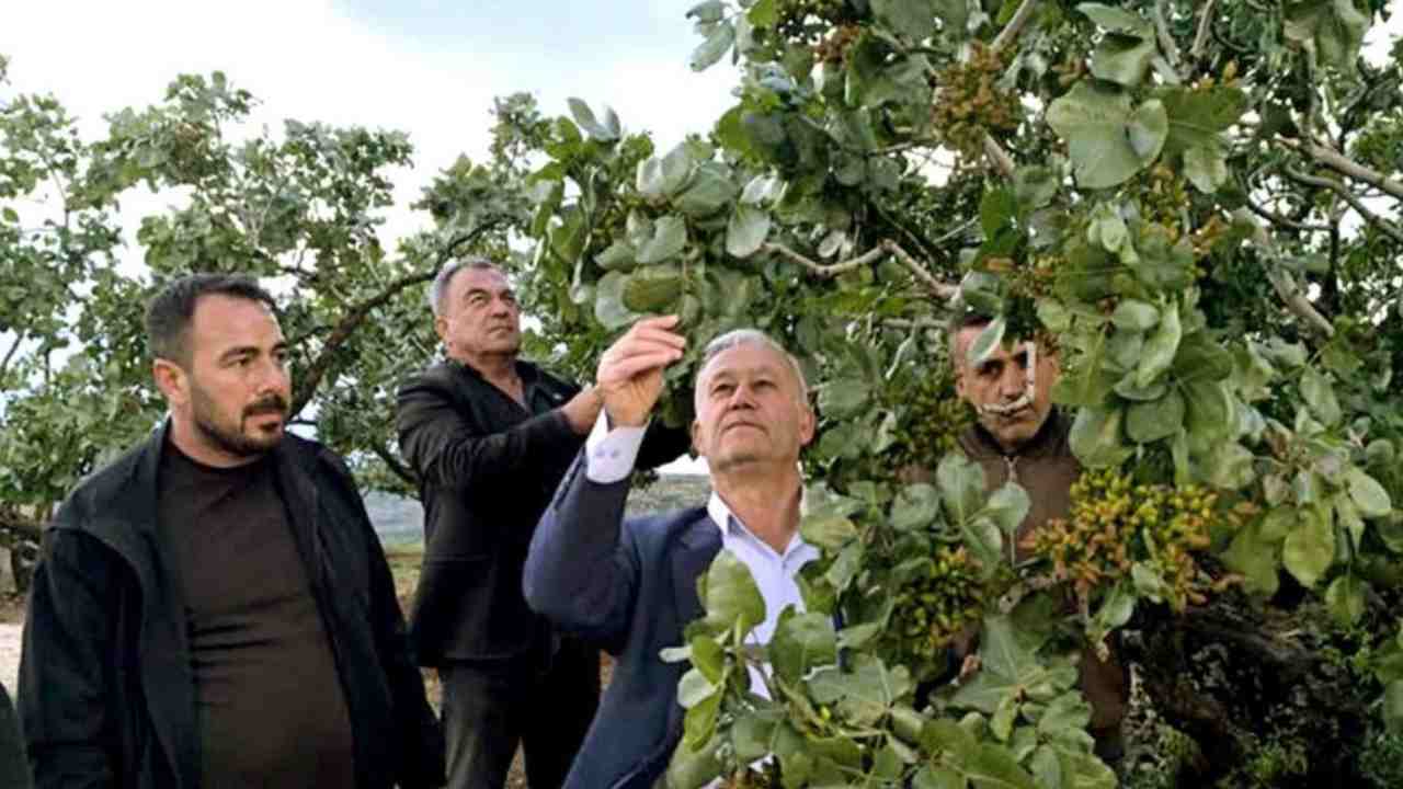 Gaziantep'te, dolu yağışlarının ardından fıstık bahçelerinde zarar tespit ediliyor