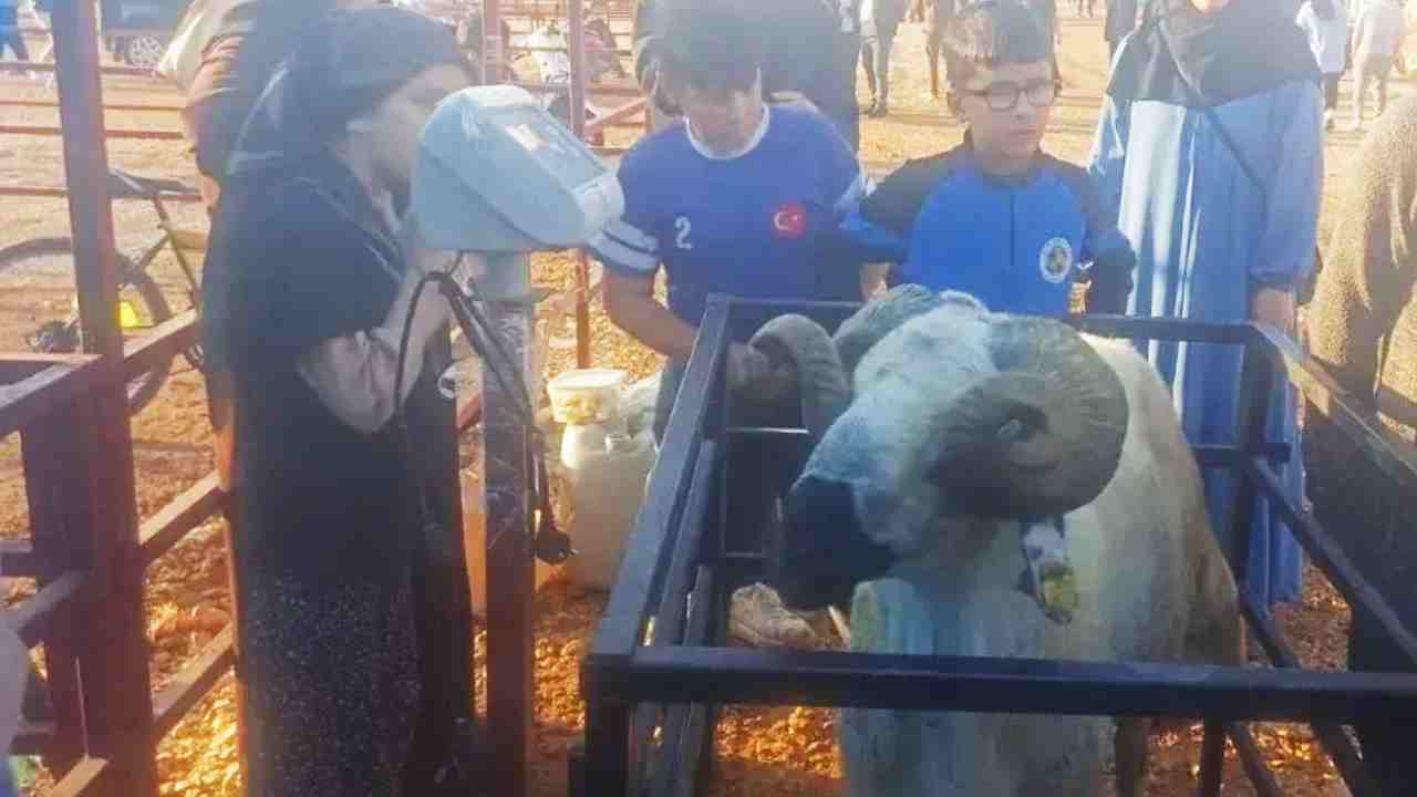 Gaziantep Kurban Pazarında Şok Ücret: Sadece 1 Dakikası 100 Lira!