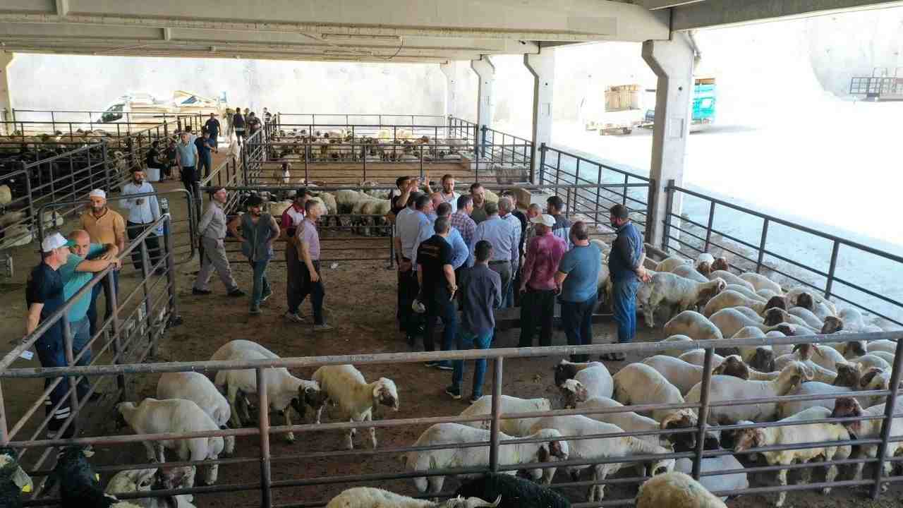 Gaziantep’te kurban pazarında fiyat depremi! 350 TL'den 380 TL'ye Yükseldi