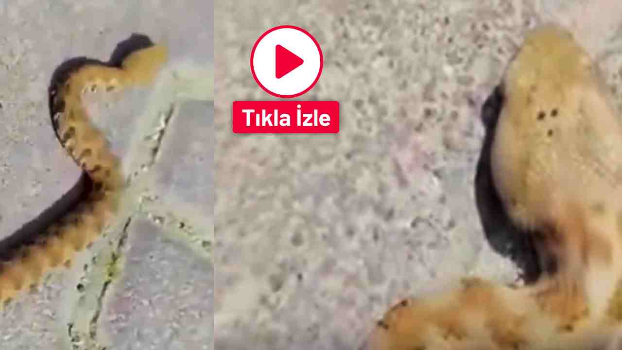 Gaziantep'te Sitede Yılan Paniği! Dev Yılanı Görenler Şok Yaşadı