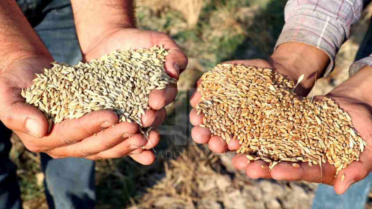 Gaziantep'te Buğday ve Arpa'nın alım ve satış fiyatlarını açıklandı