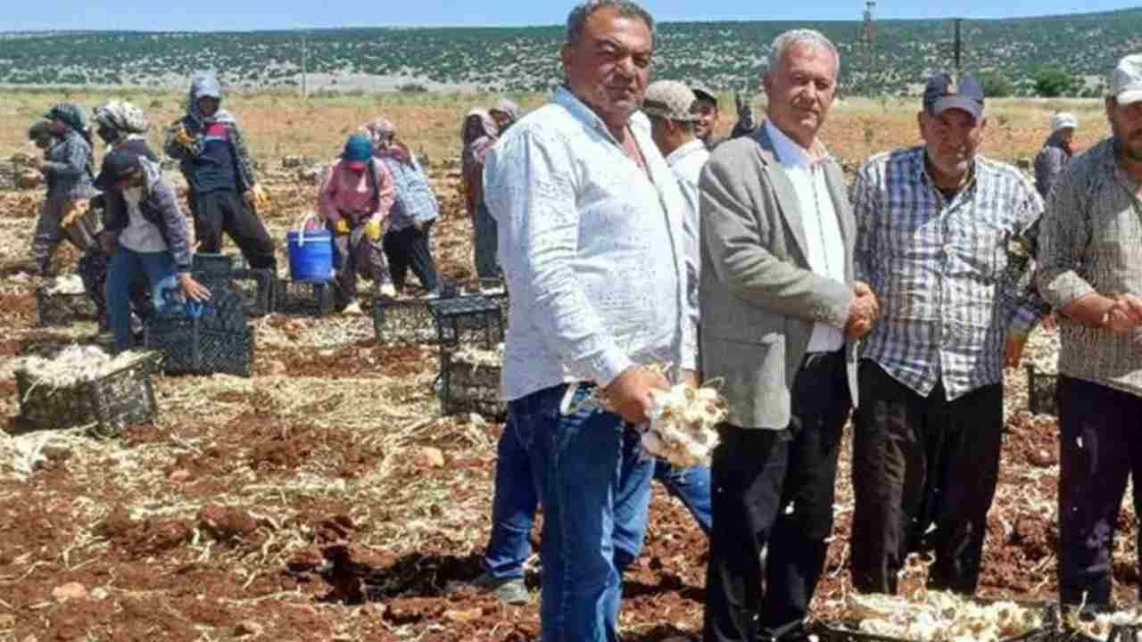 AB tescilli Araban sarımsağının hasadı başladı