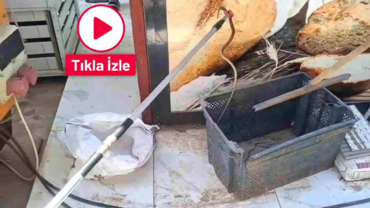 Gaziantep’te yılan paniği
