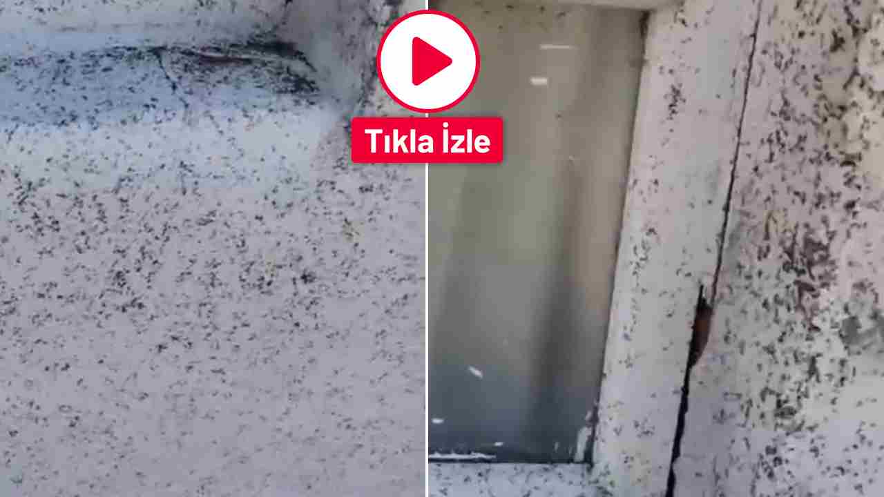 Gaziantep’in Oğuzeli ilçesinde sinek istilası