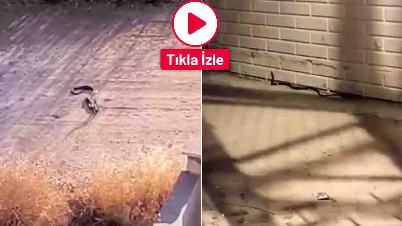 Gaziantep’te Dev Yılanlar Mahallelere İndi! İşte O Anlar
