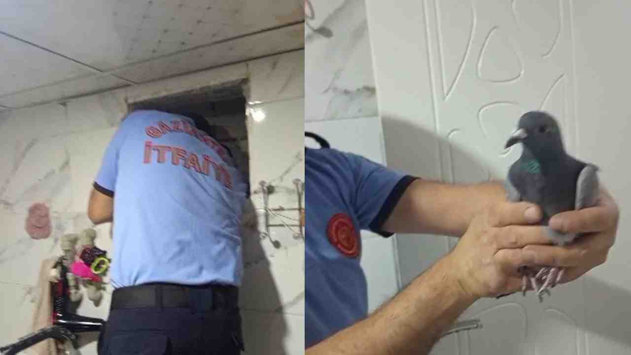 Havalandırma boşluğunda mahsur kalan güvercini itfaiye kurtardı