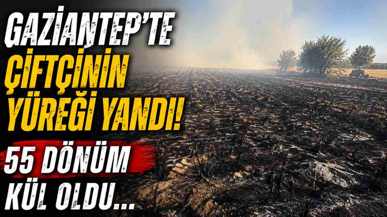 Gaziantep'te Çiftçinin Yüreği Yandı! 55 Dönüm Kül Oldu...