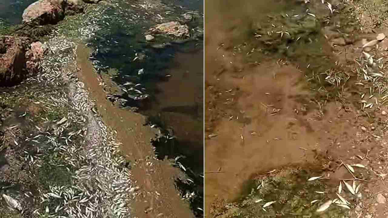 Gaziantep'te Çevre Felaketi! Yüz Binlerce Ölüm