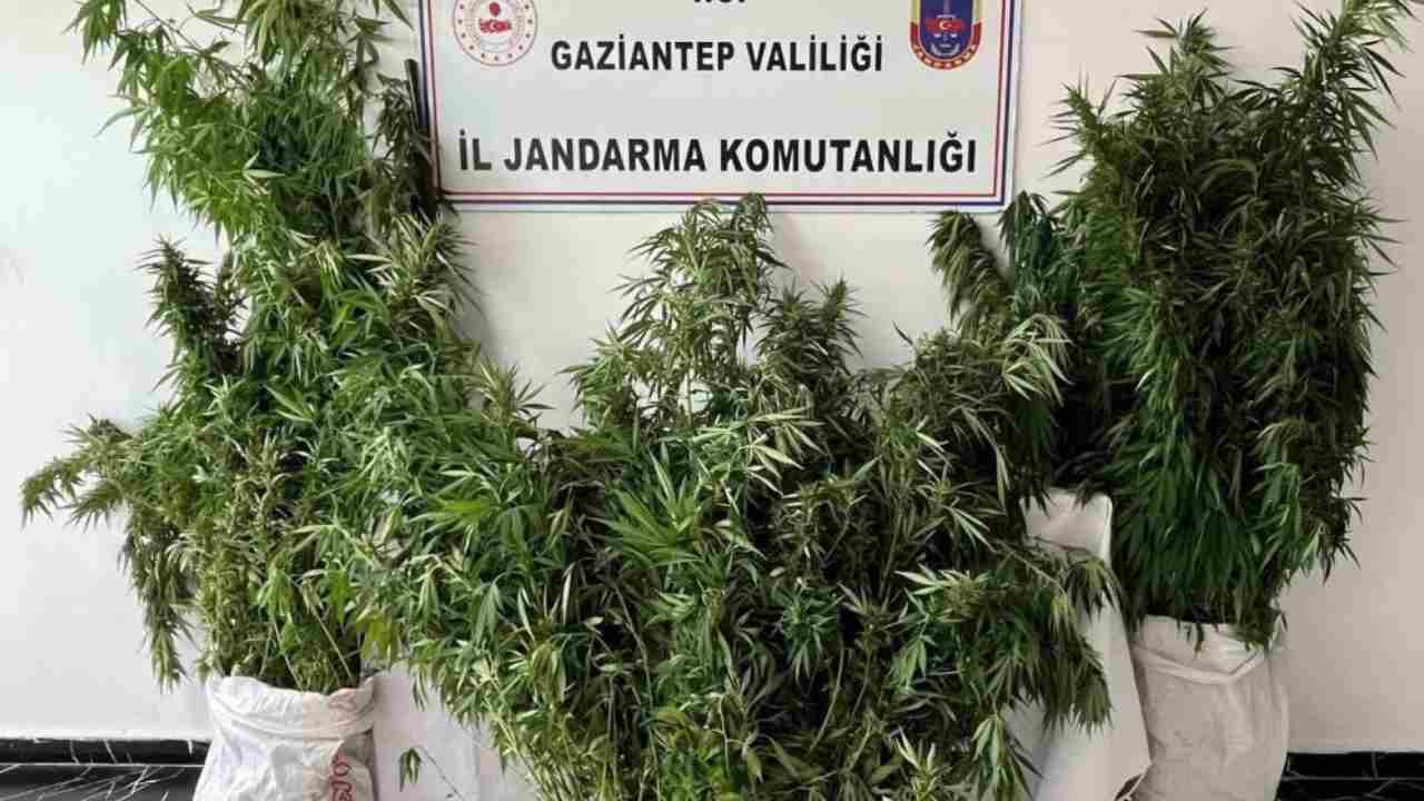 Gaziantep’te 215 kök kenevir ele geçirildi: 1 gözaltı
