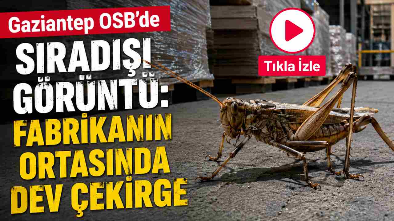 Gaziantep OSB’de Sıradışı Görüntü: Fabrikanın Ortasında Dev Çekirge