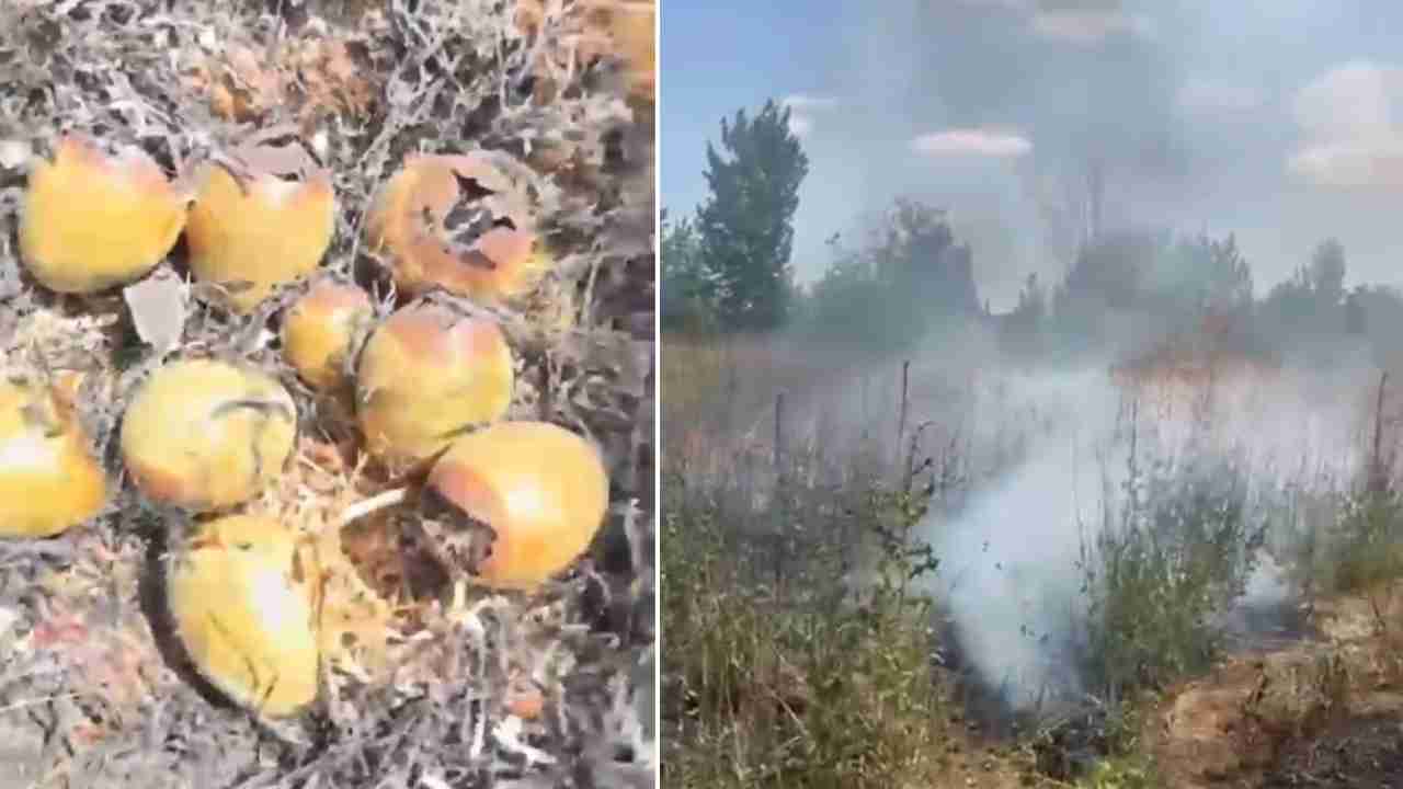 Gaziantep'te otluk alanda çıkan yangın kuş yuvalarına zarar verdi