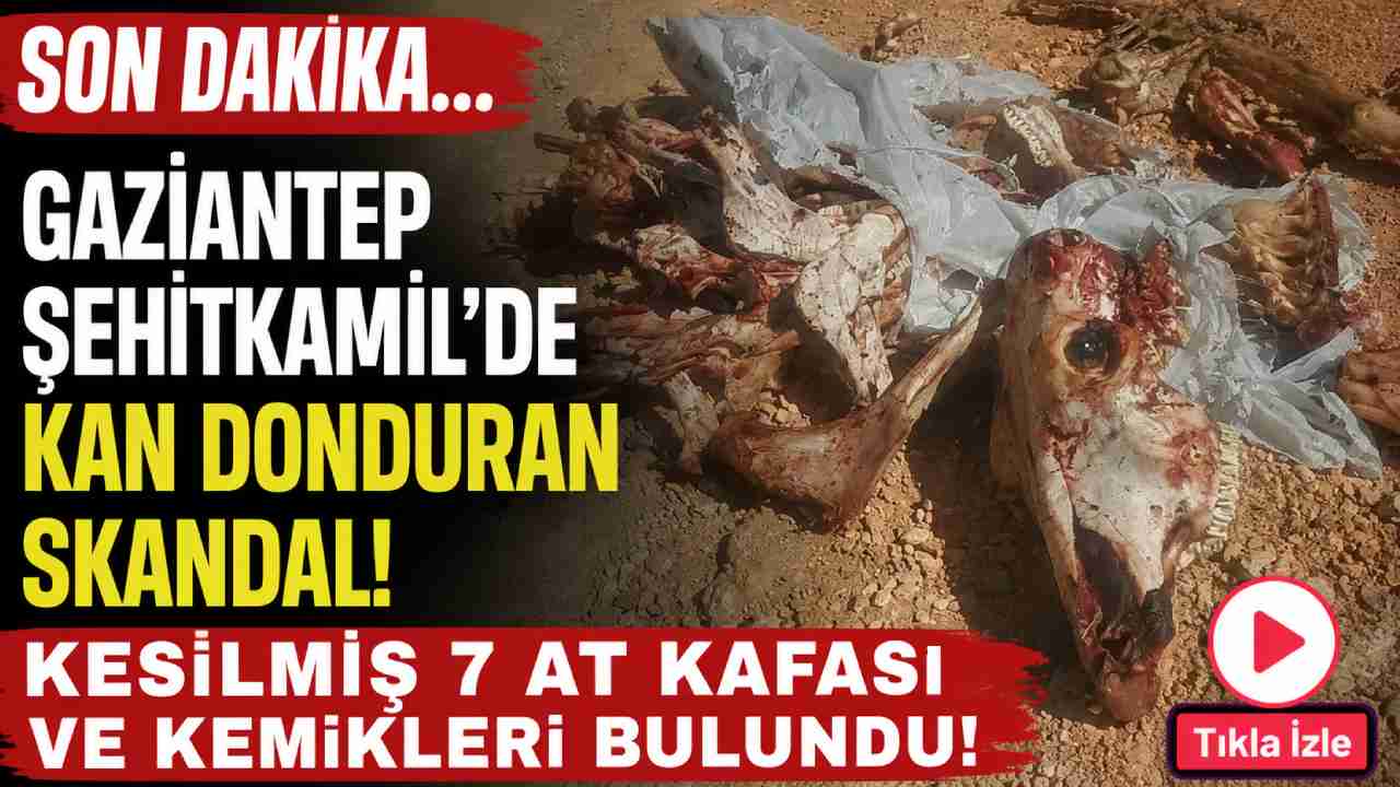 Gaziantep Şehitkamil’de Kan Donduran Skandal: Kesilmiş 7 At ve Kemikleri Bulundu!