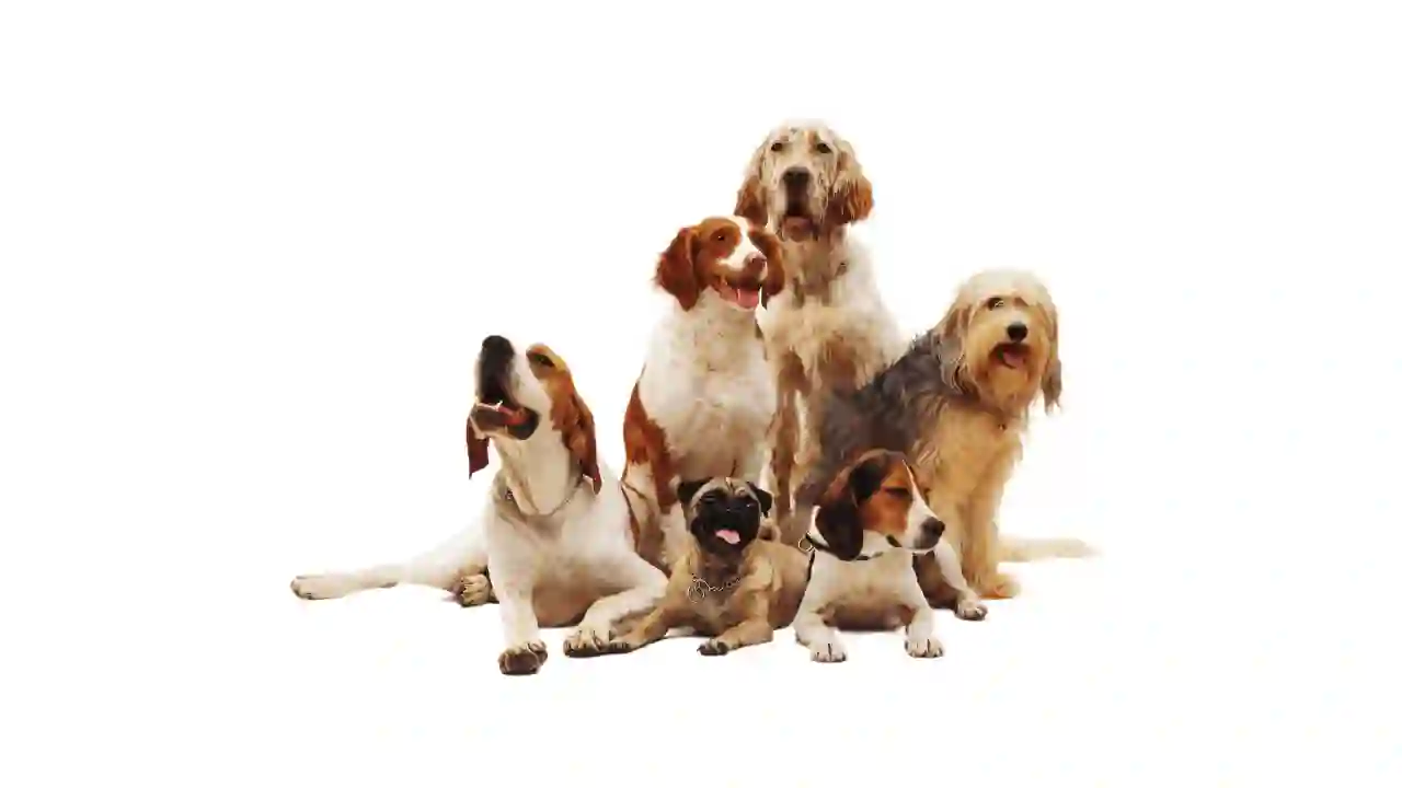 Köpek Sağlığında Dikkat Edilmesi Gereken Belirtiler