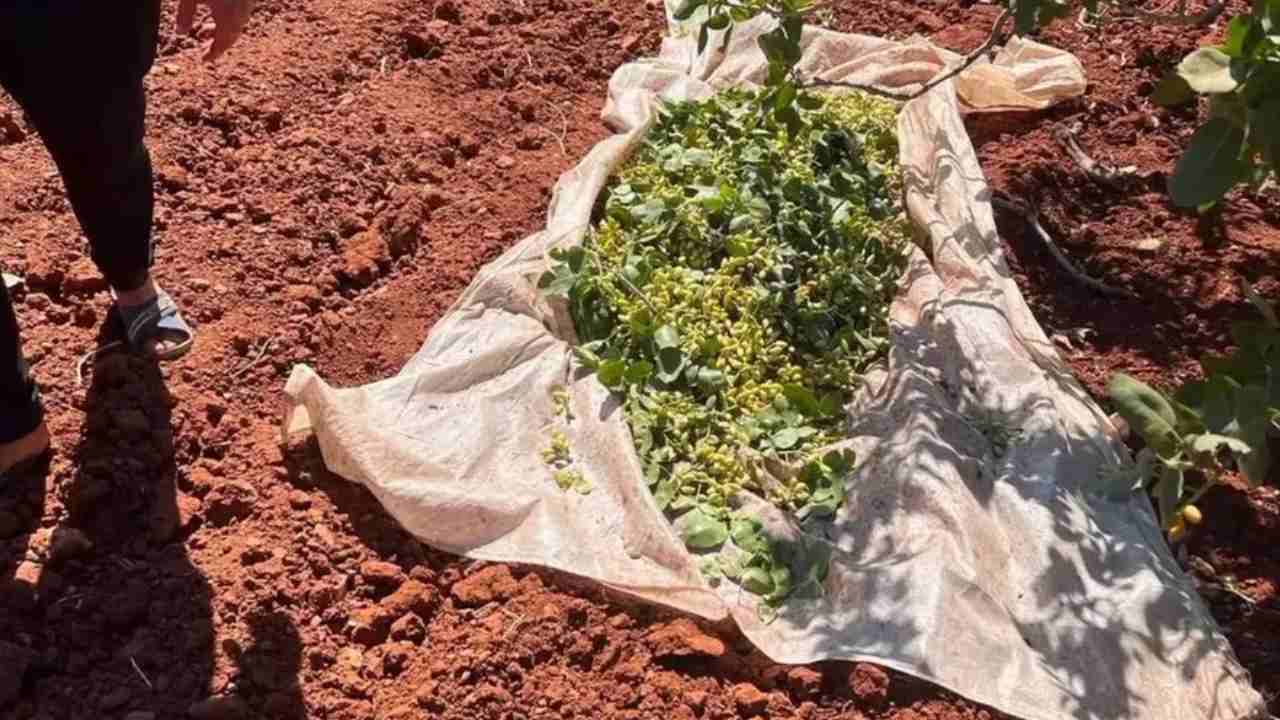Gaziantep'te Hırsızlar Fıstık Çalarken Yakayı Ele Verdiler