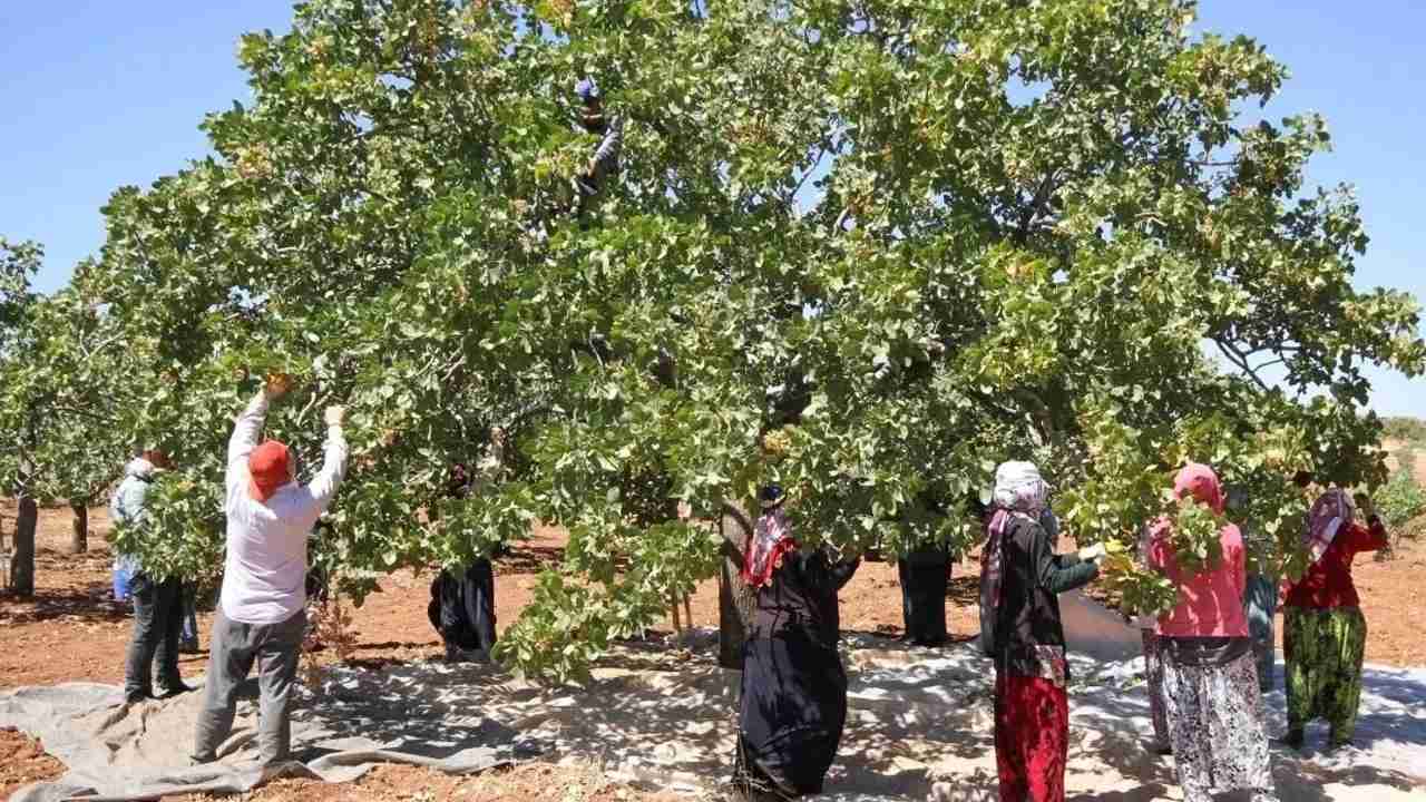 Gaziantep'te Fıstık İşçilerinin Günlük Ücreti Belli Oldu